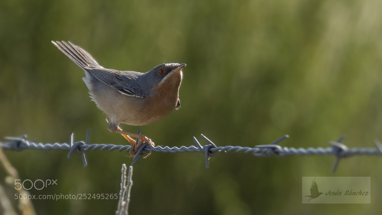 Canon EOS 7D Mark II sample photo. Curruca carrasque a sylvia photography