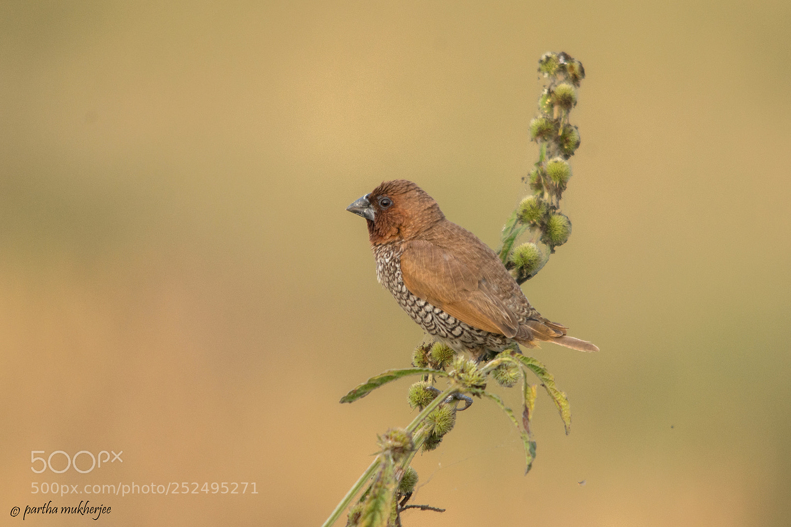 Nikon D7200 sample photo. Scally breasted munia photography