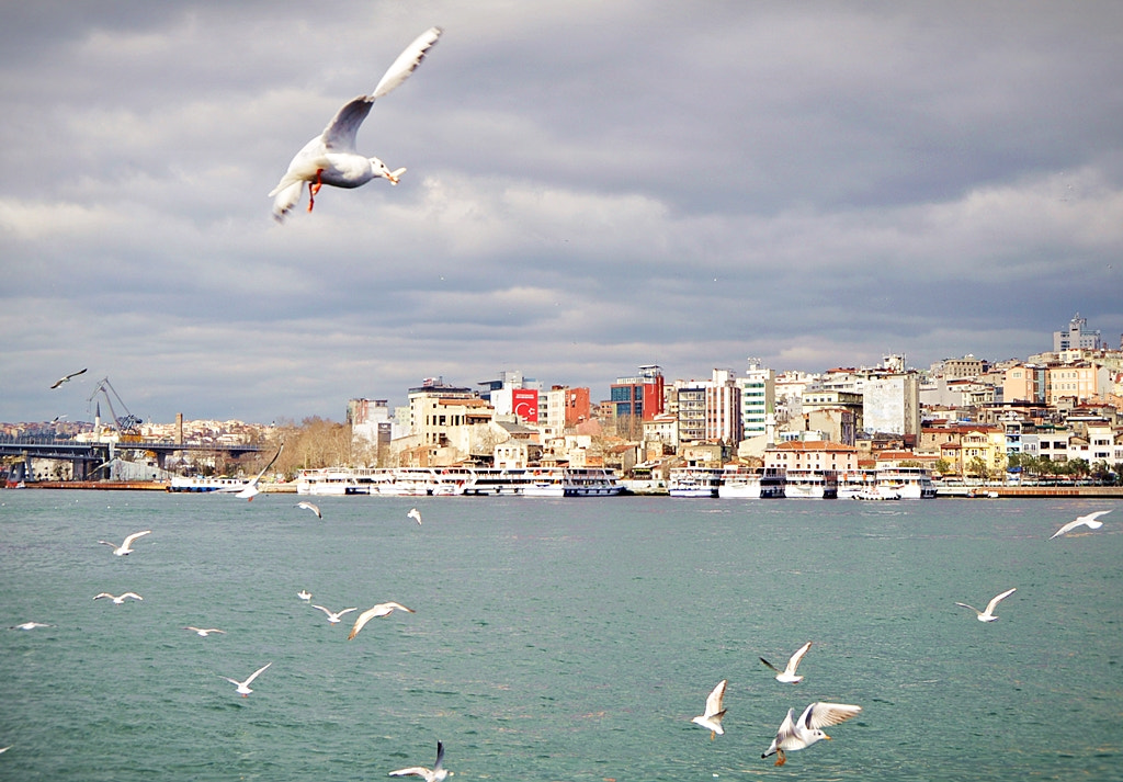 Nikon D5000 sample photo. İstanbul. in the capital of the world photography