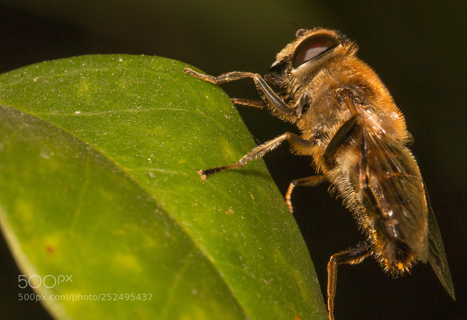 Canon EOS 70D sample photo. Descanso photography