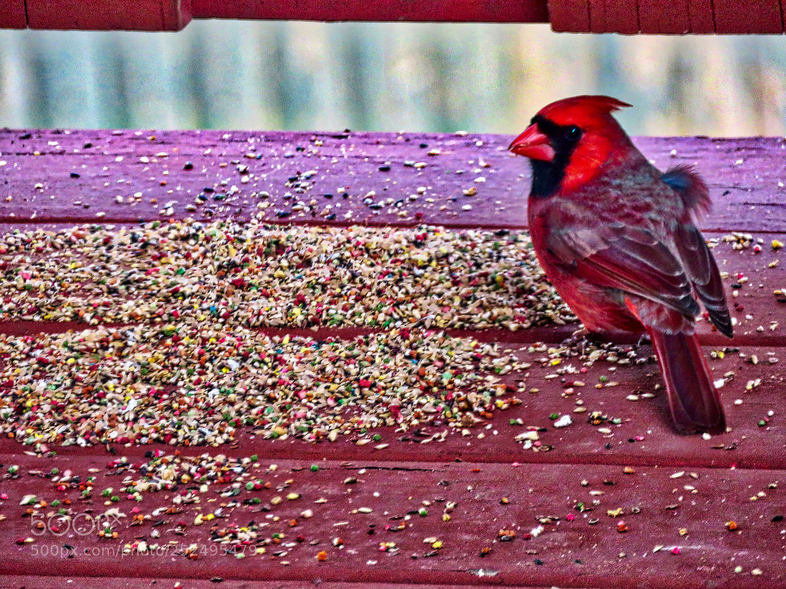 Canon PowerShot SX60 HS sample photo. Cardinal ready for the photography