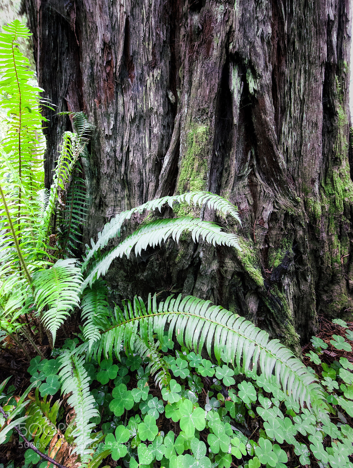 Canon EOS 5D Mark II sample photo. Fernwood photography