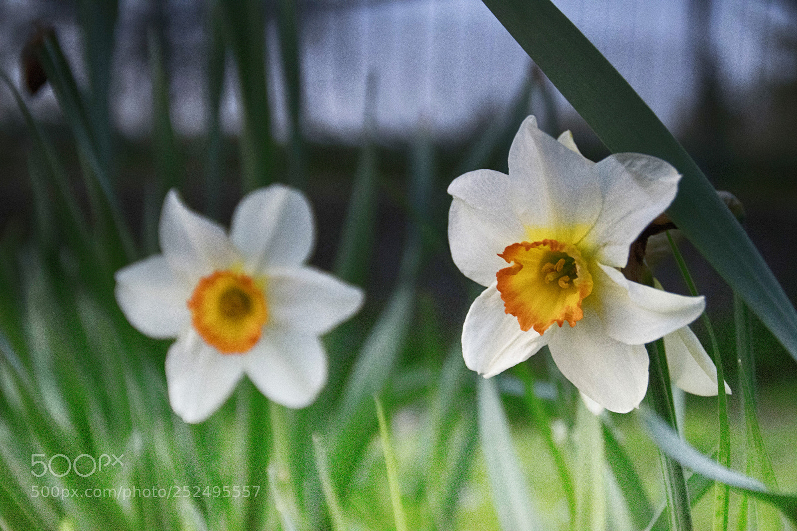 Nikon D3300 sample photo. Welcome april!!! photography
