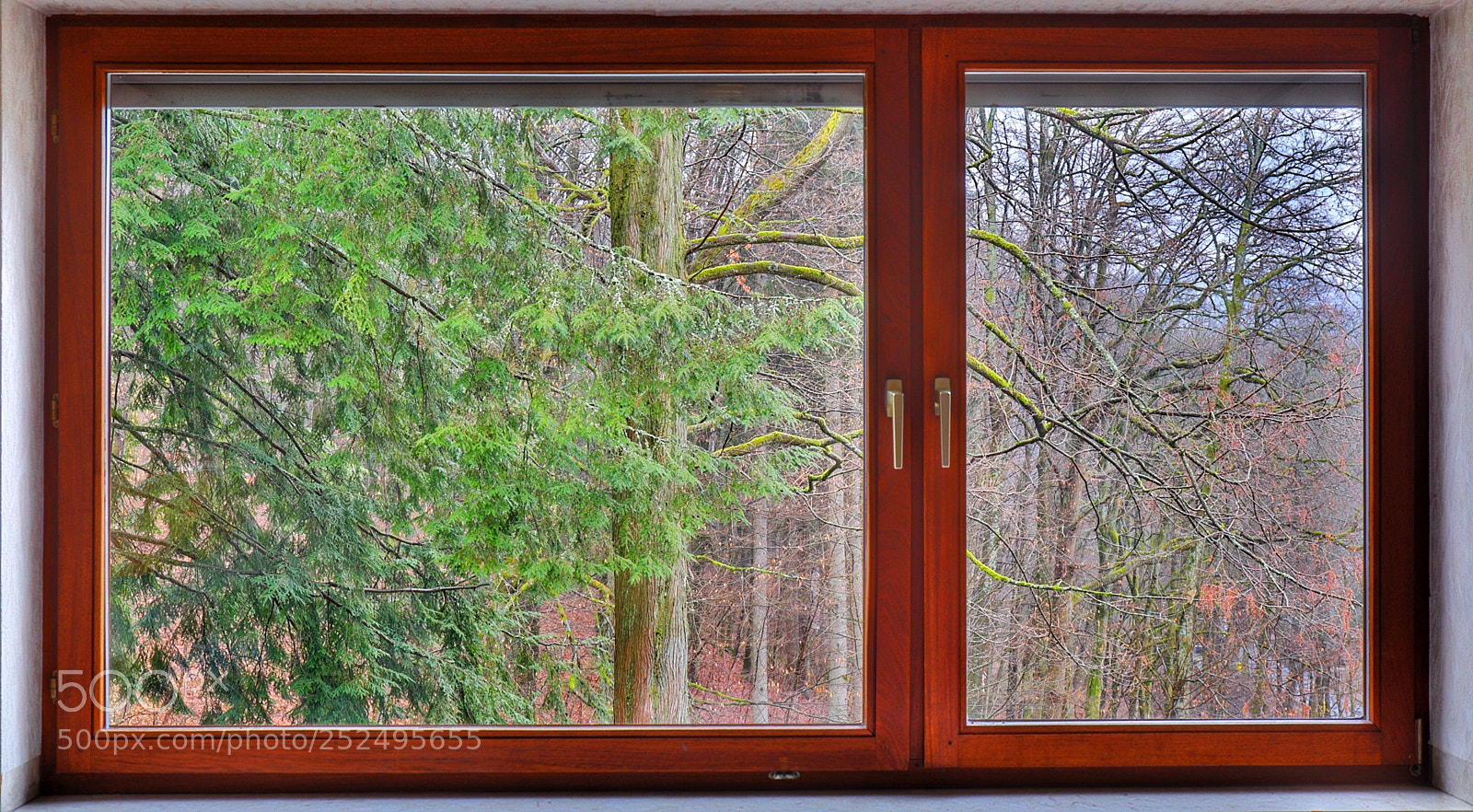 Canon EOS 5D Mark IV sample photo. Through the window photography