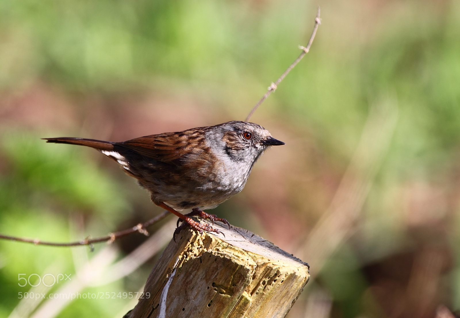 Canon EOS-1D Mark IV sample photo. Dunnock photography