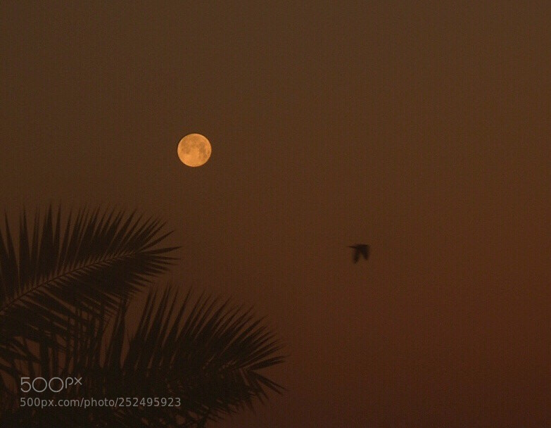 Nikon D5200 sample photo. Untitled photography