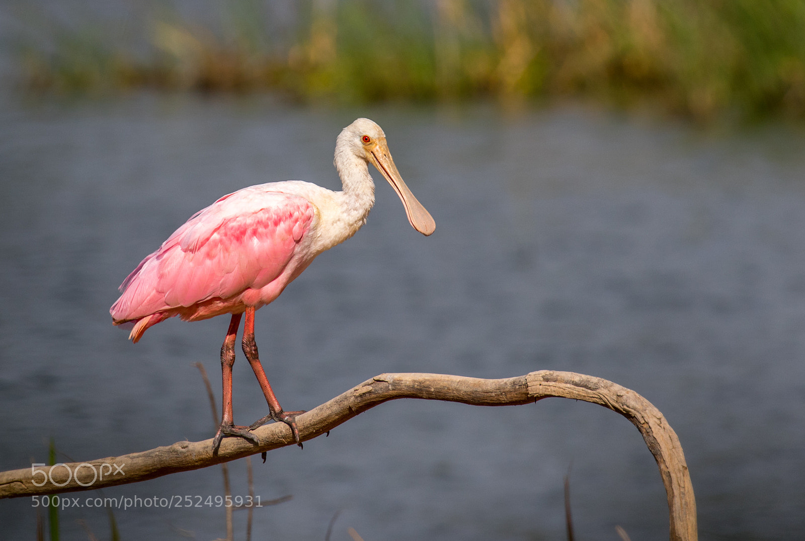 Canon EOS 7D Mark II sample photo. Roseate spoonbill photography