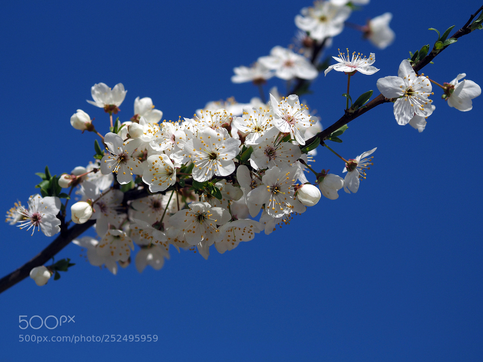 Olympus OM-D E-M10 sample photo. Flowering cherry branch photography