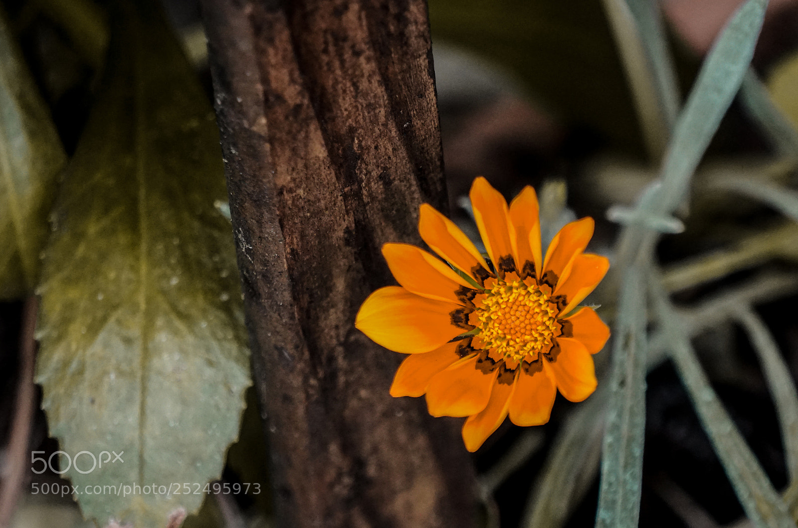 Sony a6000 sample photo. Orange flower photography