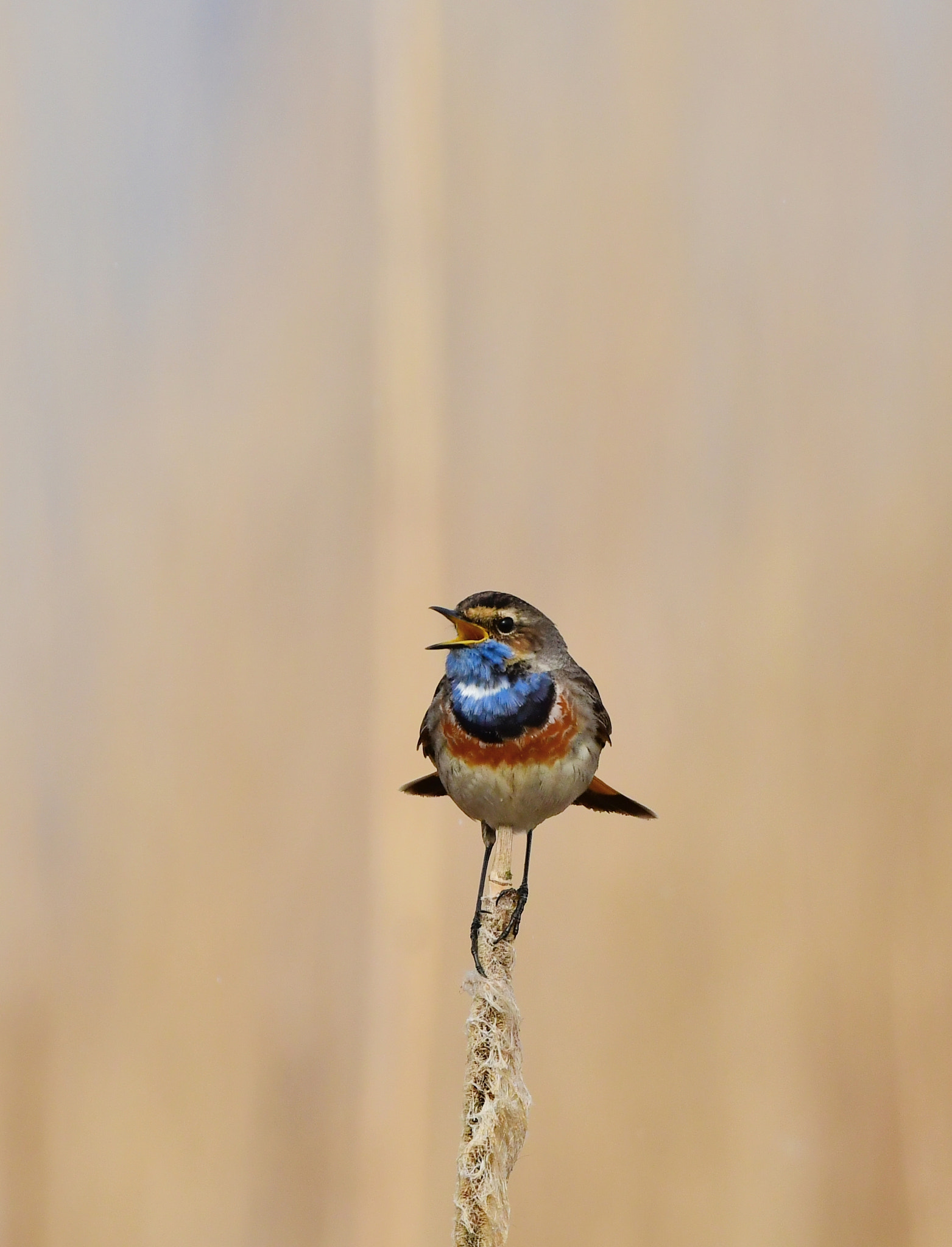 Nikon AF-S Nikkor 500mm F4G ED VR sample photo. Blauwborst photography