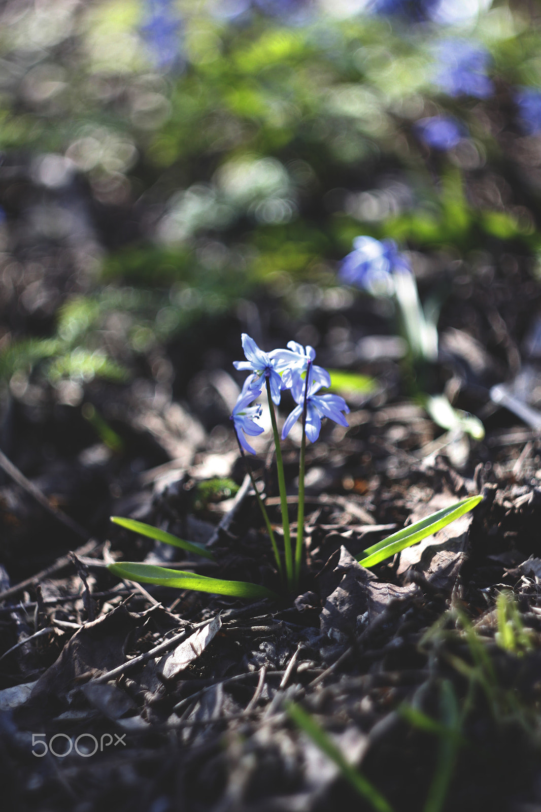 Canon EF 35-80mm f/4-5.6 sample photo. Flowers photography