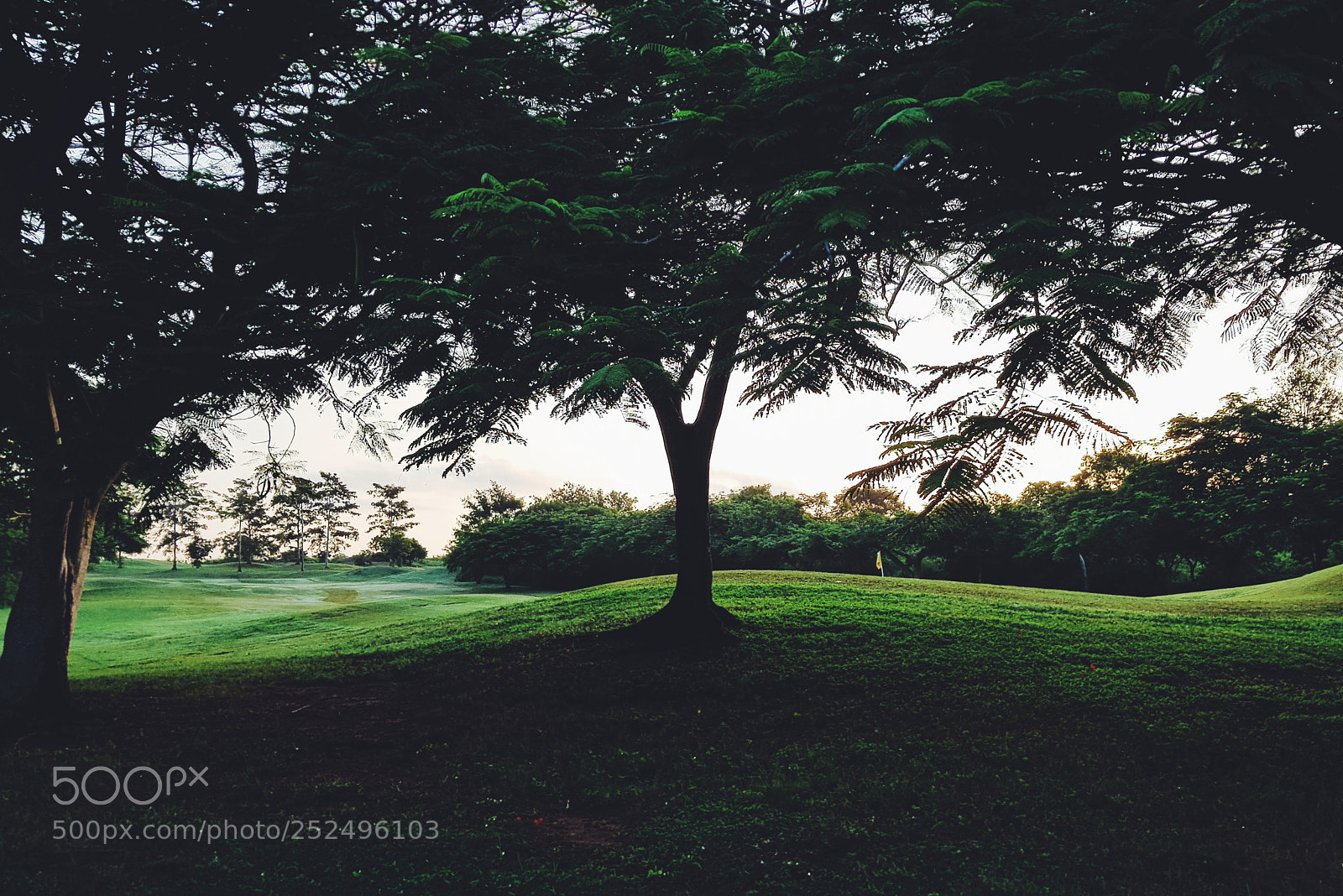 Samsung Galaxy S8+ sample photo. Green photography