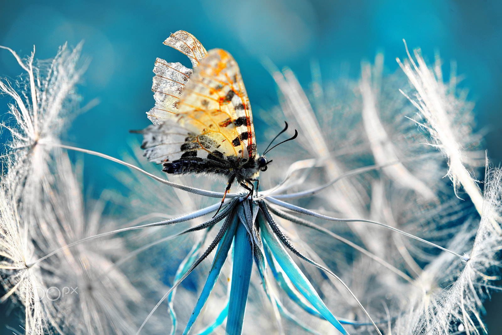 Nikon AF-S Micro-Nikkor 105mm F2.8G IF-ED VR sample photo. Butterfly photography