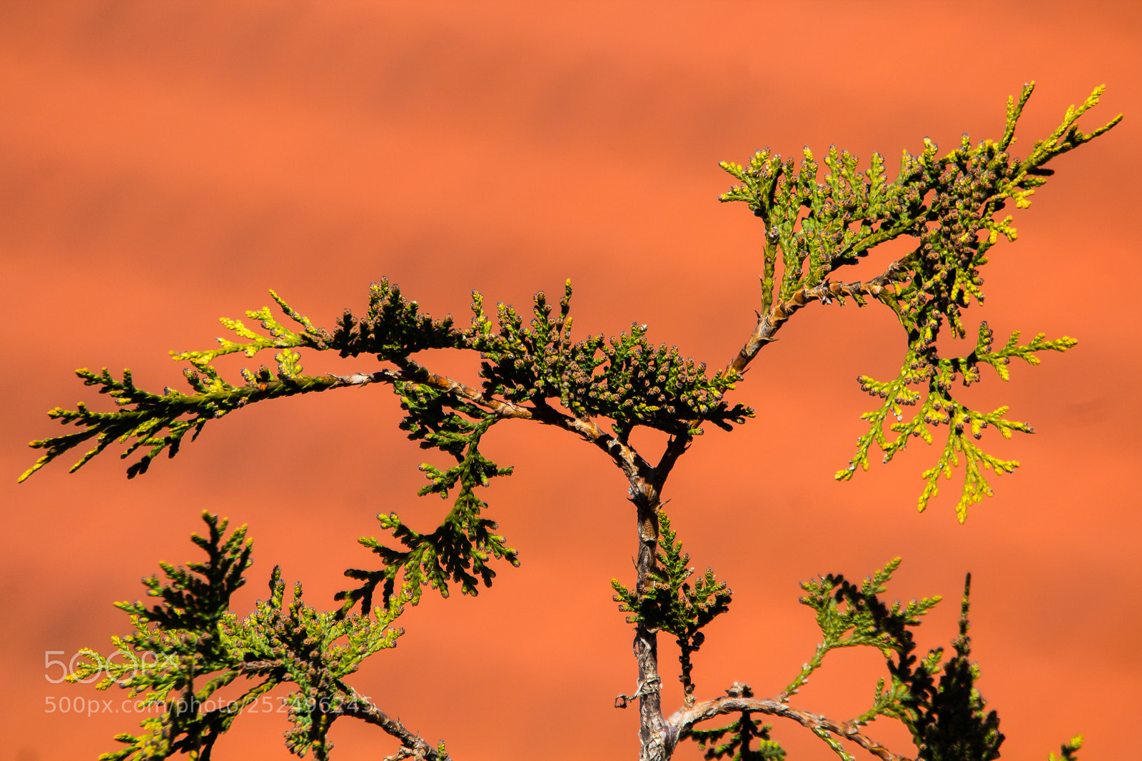 Canon EOS 1200D (EOS Rebel T5 / EOS Kiss X70 / EOS Hi) sample photo. Thuja occidentalis photography