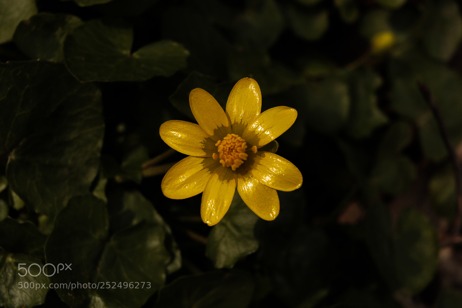Canon EOS 750D (EOS Rebel T6i / EOS Kiss X8i) sample photo. Sticking out photography