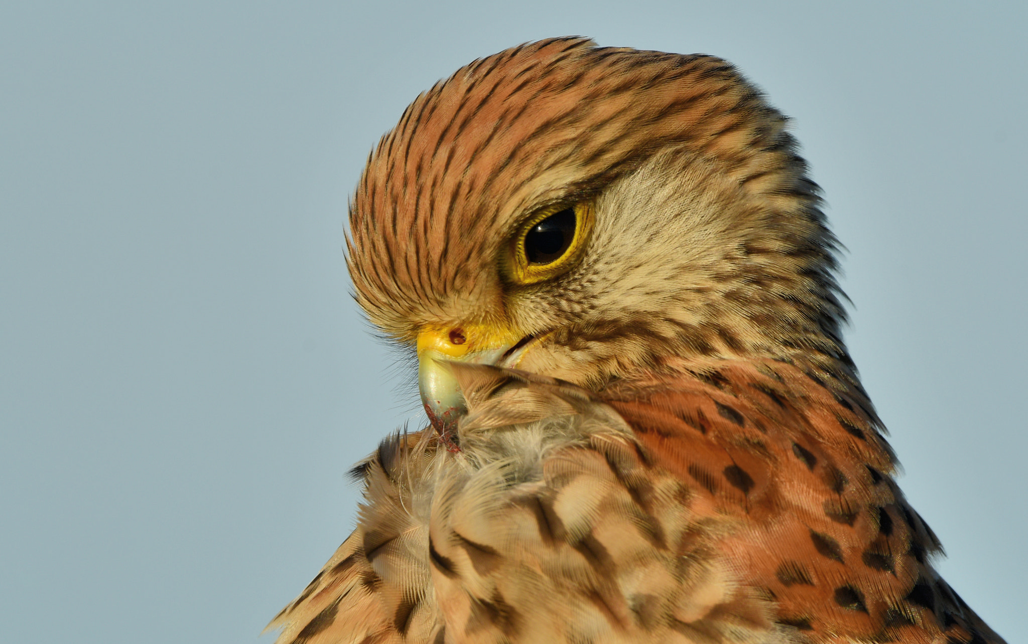 Nikon D500 + Nikon AF-S Nikkor 500mm F4G ED VR sample photo. Torenvalk photography