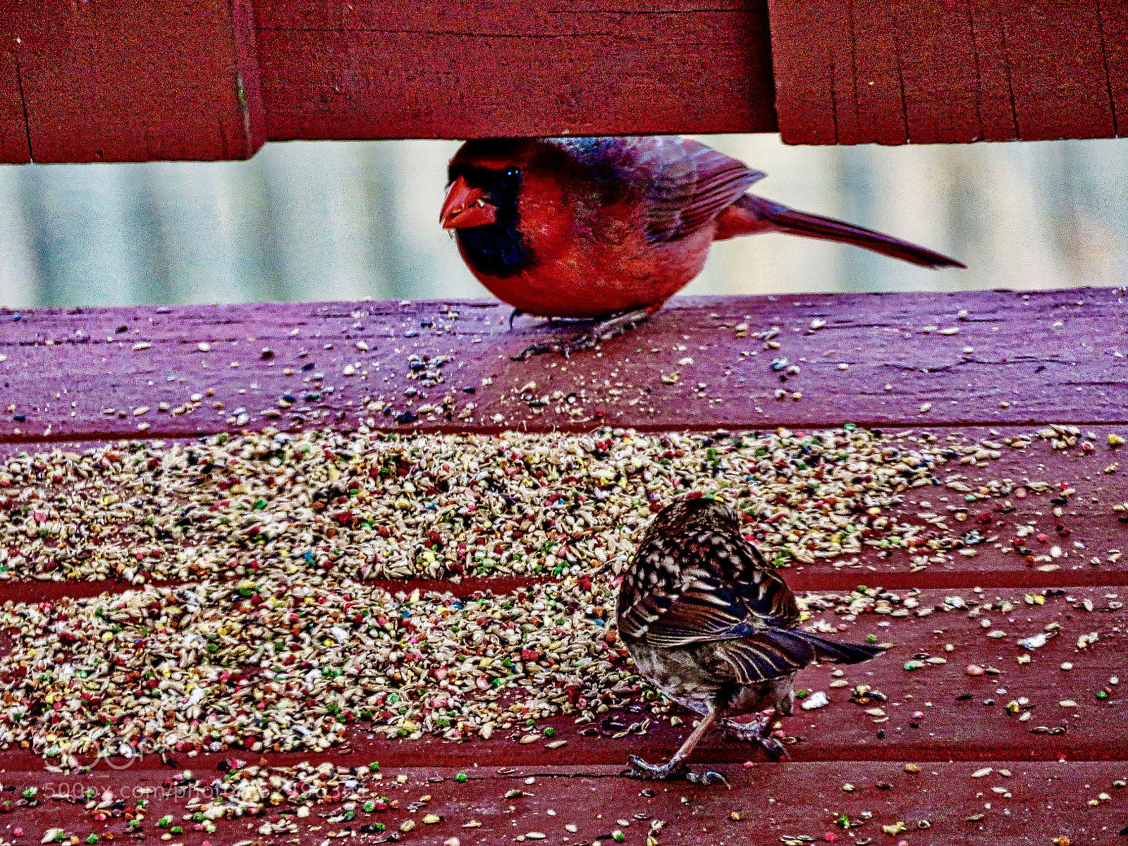 Canon PowerShot SX60 HS sample photo. Cardinal is not alone photography
