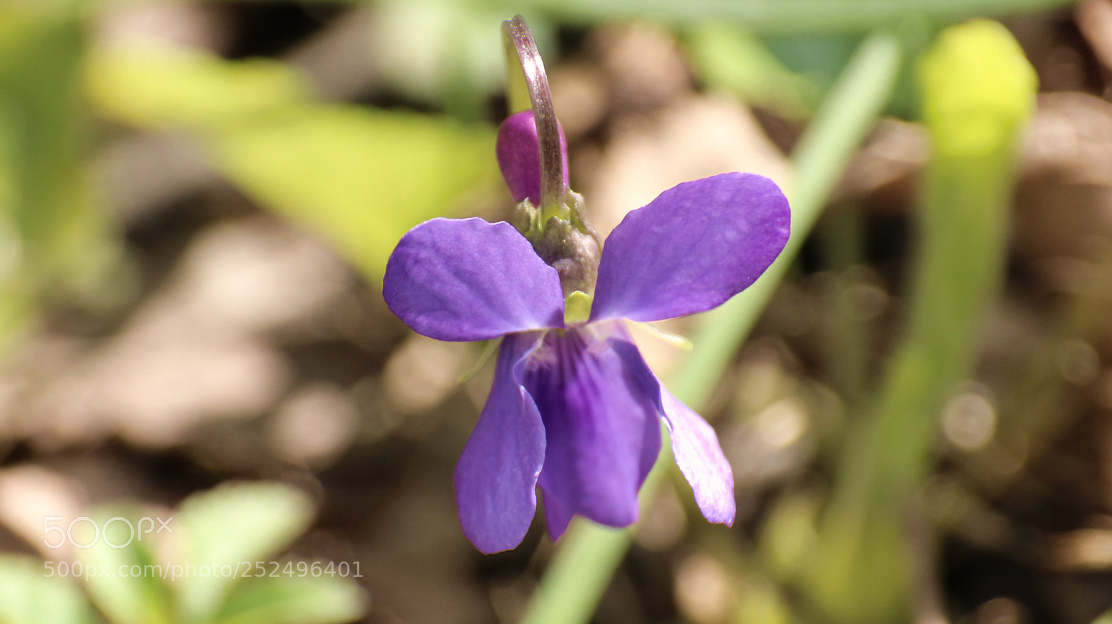 Canon EOS 750D (EOS Rebel T6i / EOS Kiss X8i) sample photo. Frühlingsbote photography