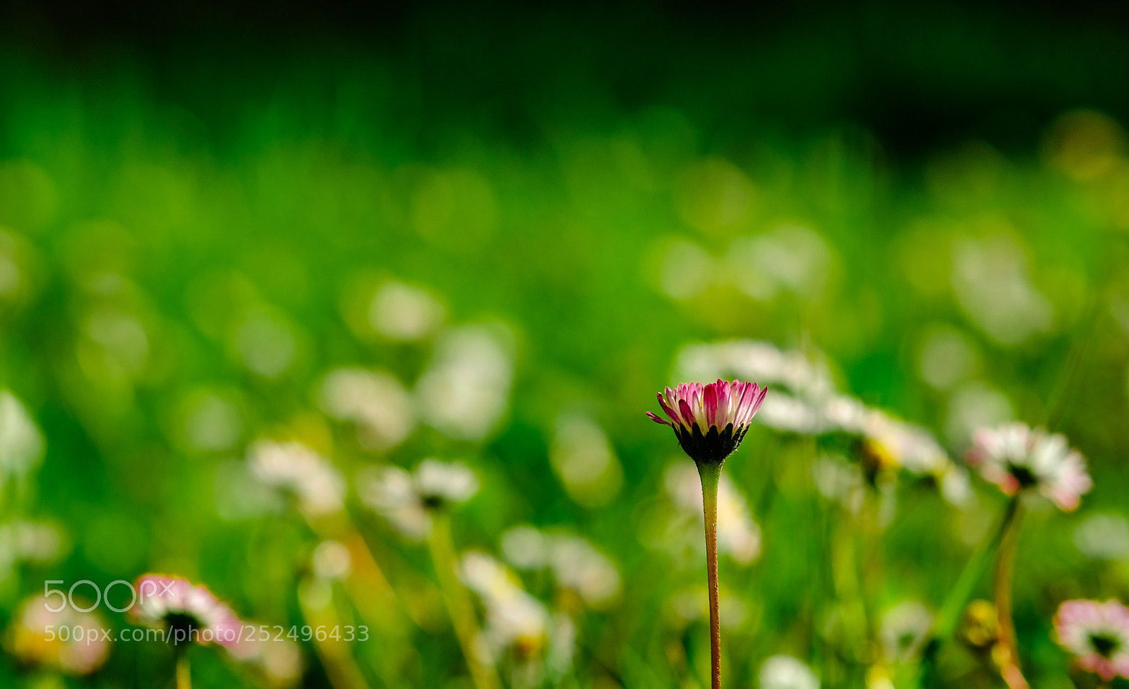 Fujifilm X-T10 sample photo. Single photography