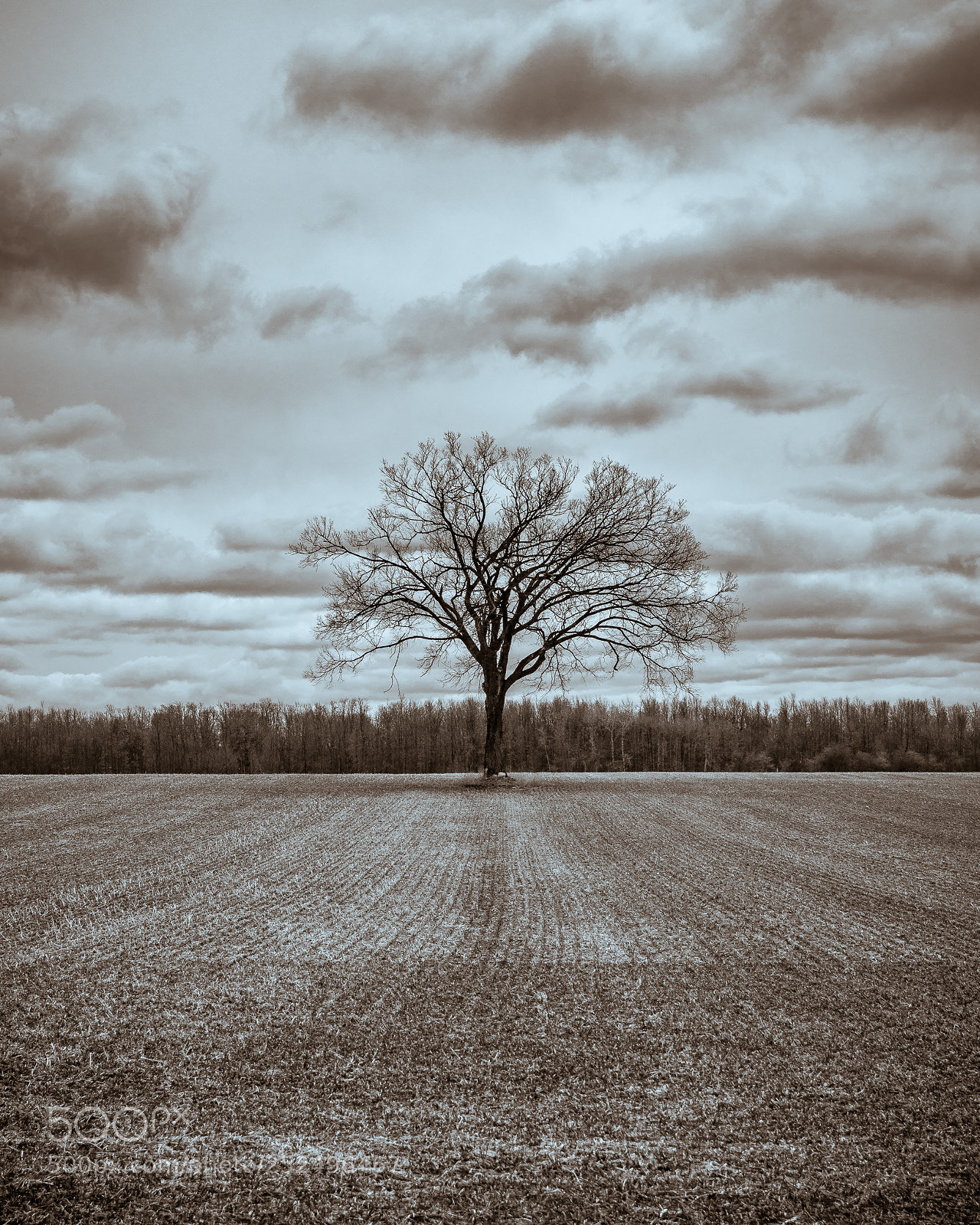 Nikon D3200 sample photo. Tree in middle of photography