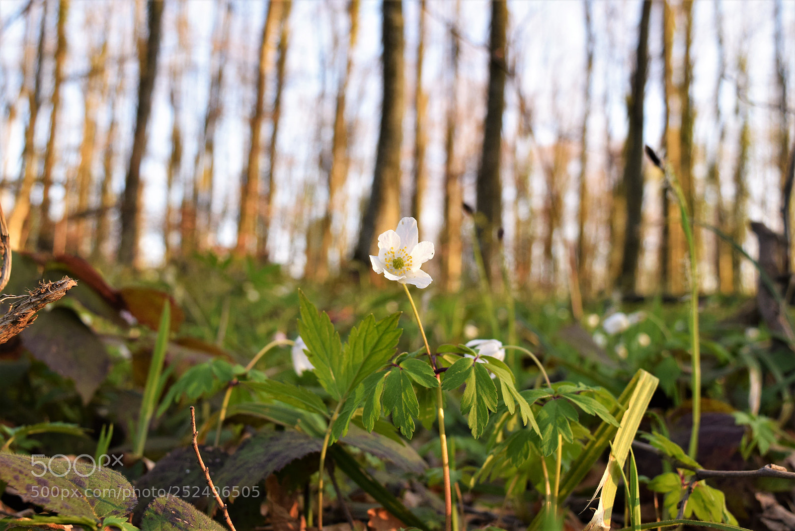 Nikon D3300 sample photo. Šumski cvijet photography