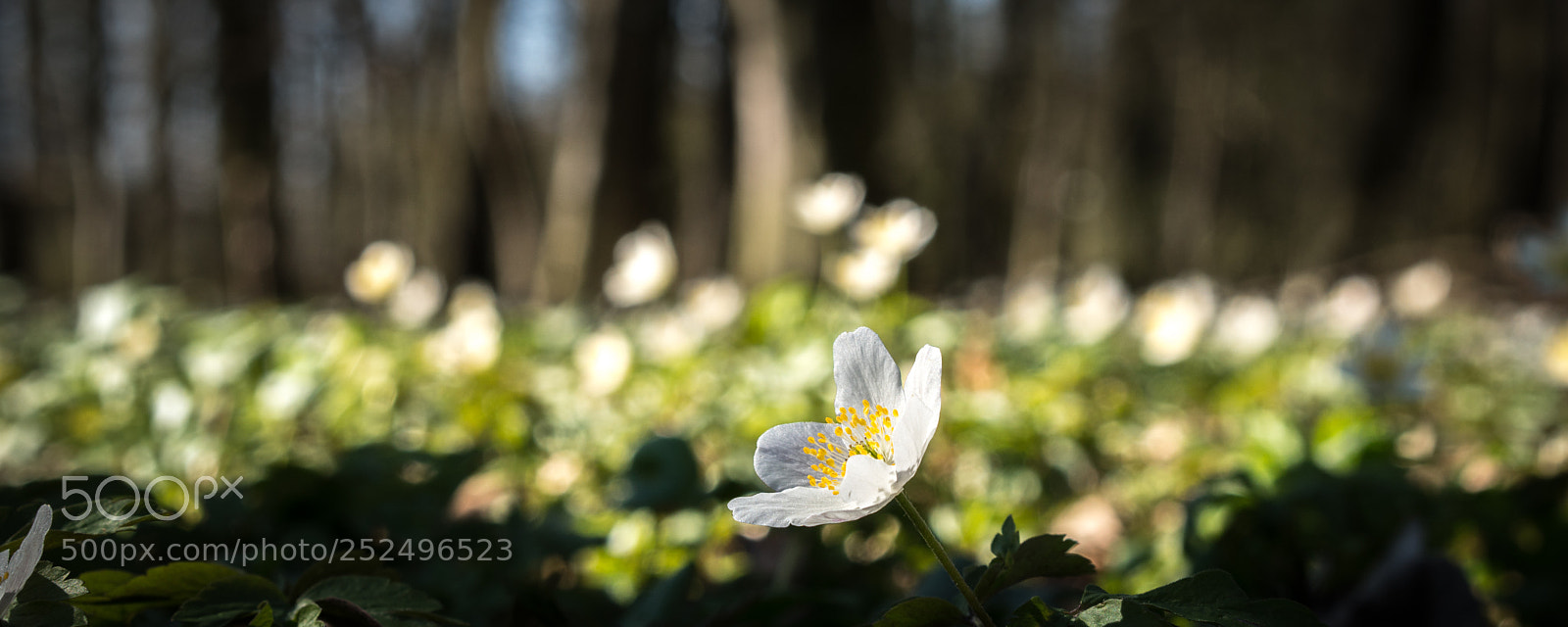 Sony a6500 sample photo. Wood anemone photography
