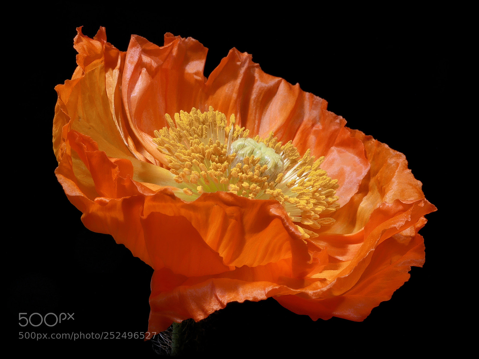 Panasonic DMC-G81 sample photo. Poppy's sunrise ... photography