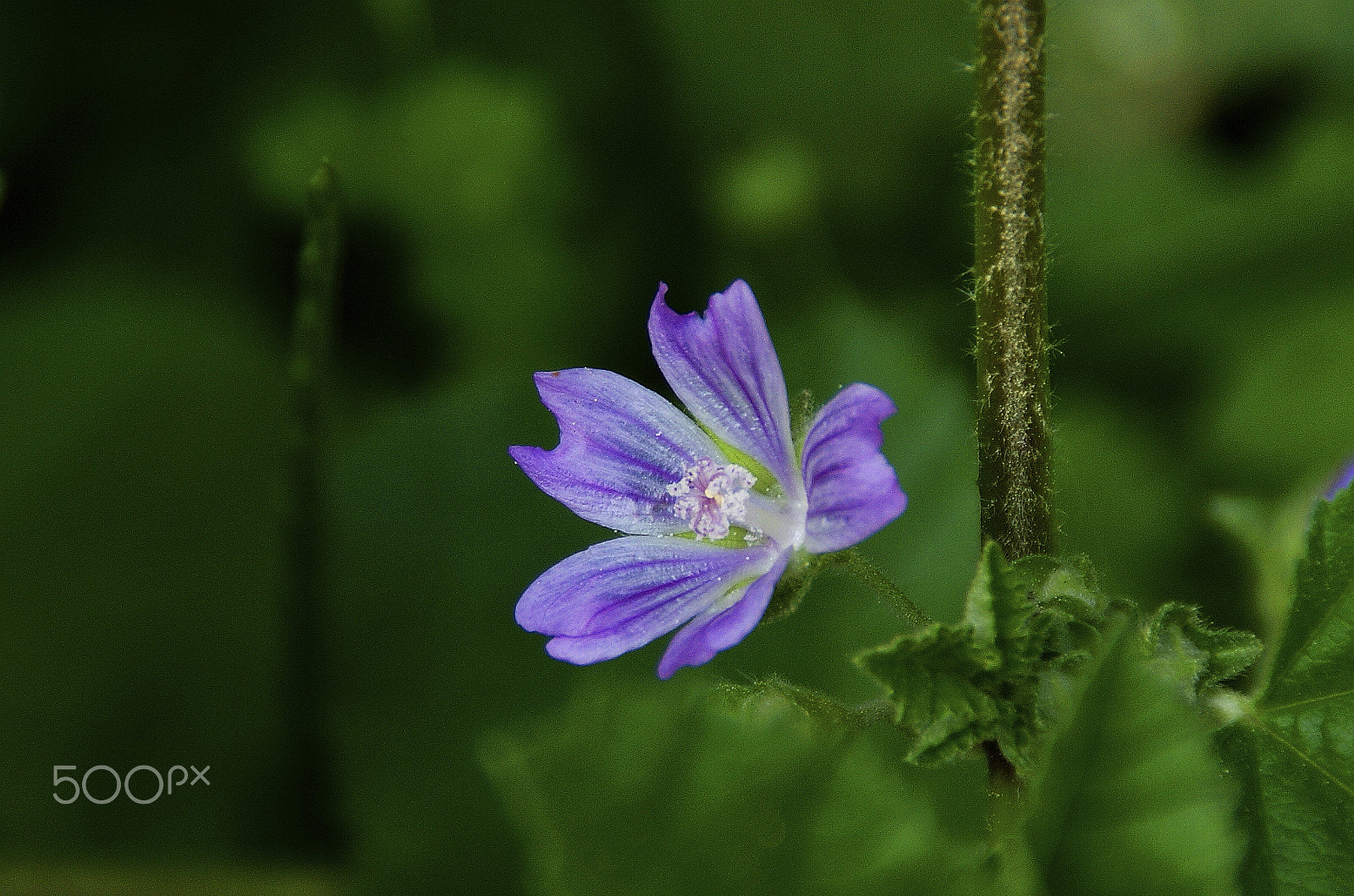 Sony Alpha DSLR-A350 + Sony DT 18-200mm F3.5-6.3 sample photo. Holy friday colours in nature photography