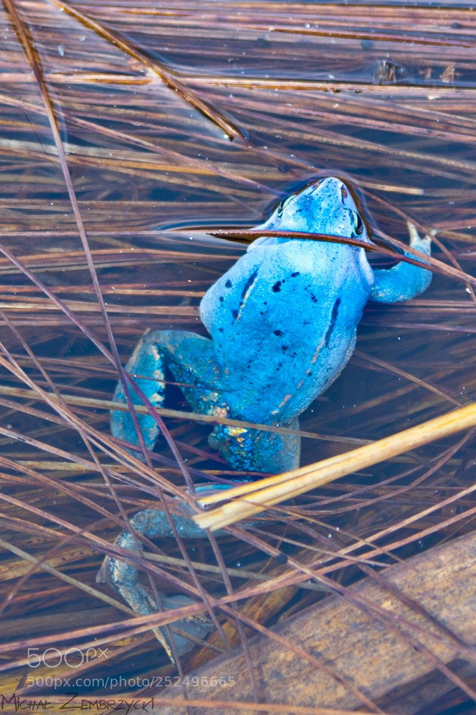 Nikon D7200 sample photo. Moor frog photography