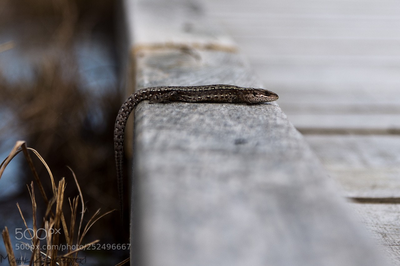 Nikon D7200 sample photo. Sand lizard photography