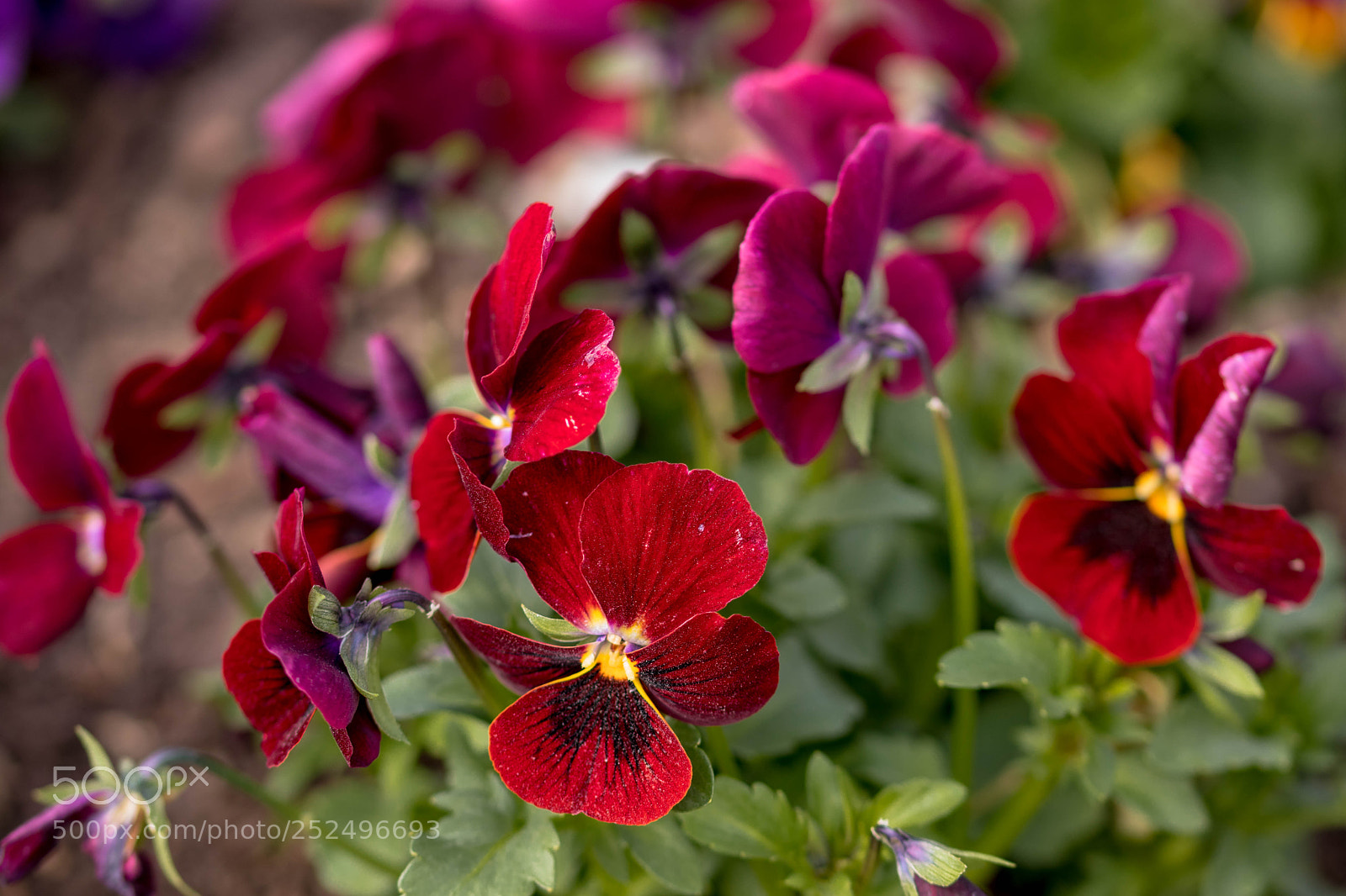 Canon EOS 200D (EOS Rebel SL2 / EOS Kiss X9) sample photo. Colourful flowers i photography