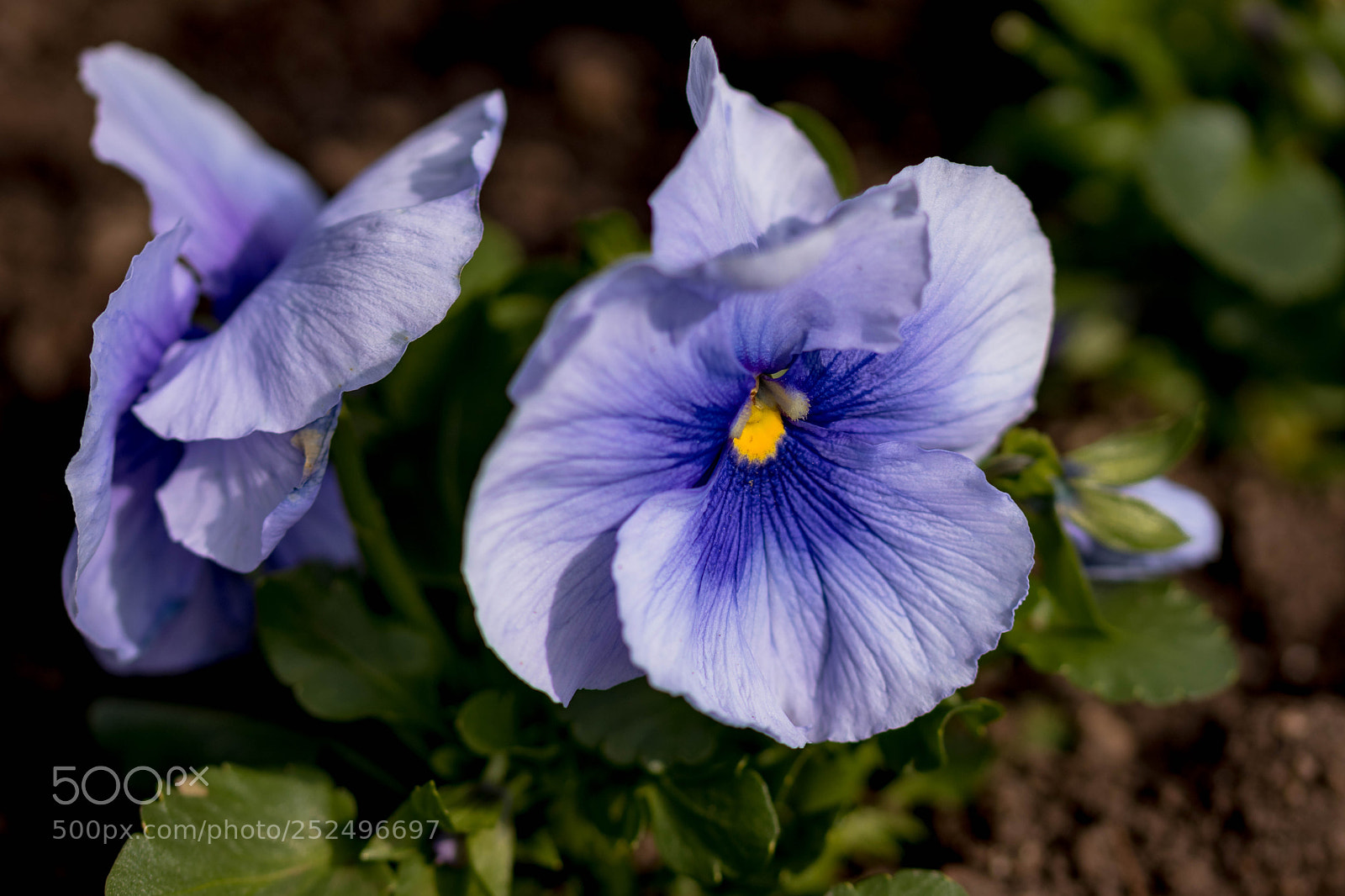 Canon EOS 200D (EOS Rebel SL2 / EOS Kiss X9) sample photo. Colourful flowers iii photography