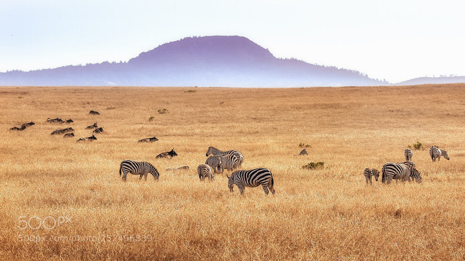 Canon EOS 7D sample photo. Zebras of the central photography