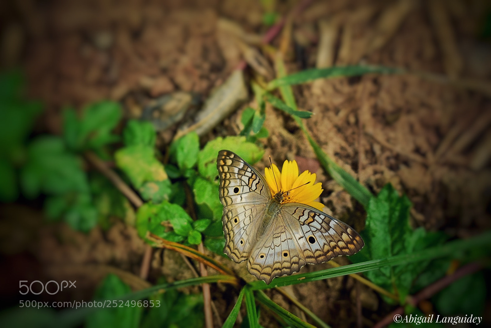 Nikon D3400 sample photo. Mariposa bonita photography
