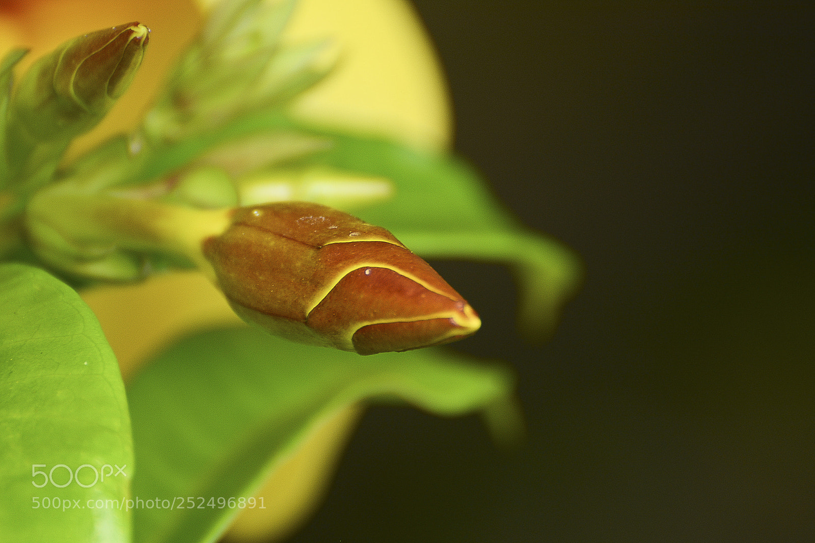 Nikon D7100 sample photo. A for a dos photography