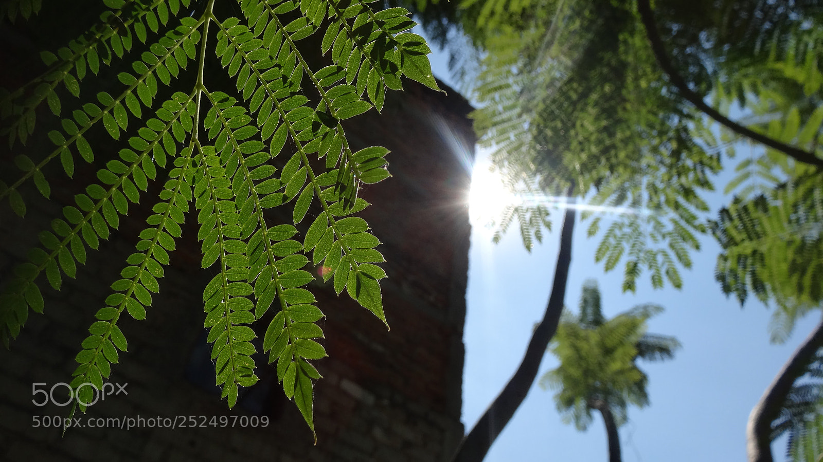 Sony Cyber-shot DSC-HX20V sample photo. Destello photography