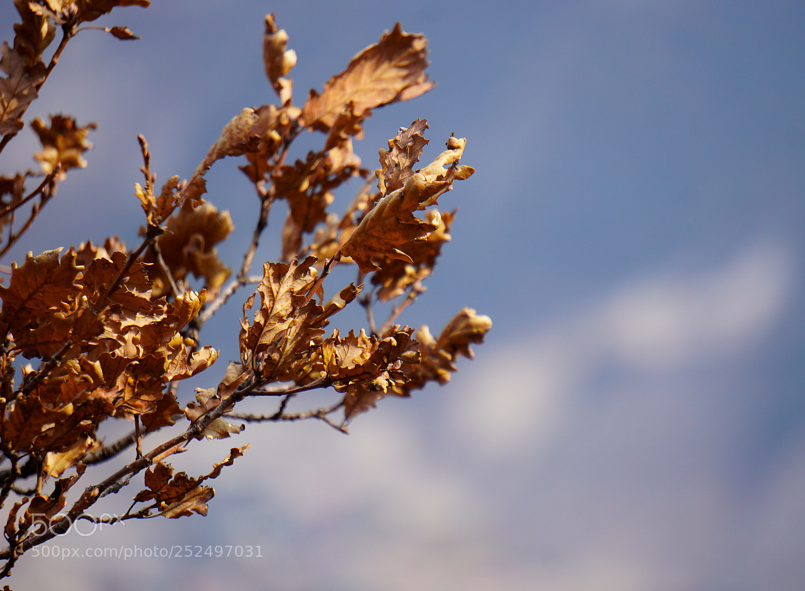 Sony a6000 sample photo. Dsc photography