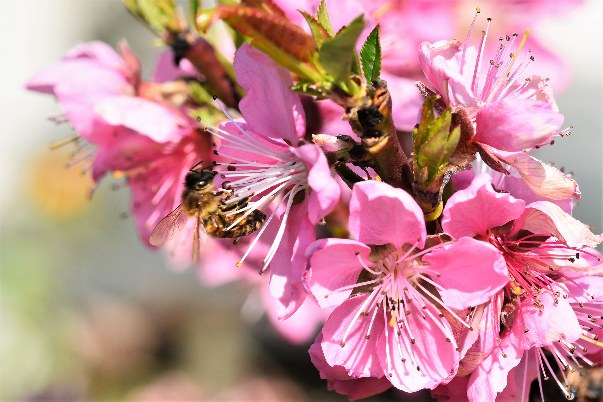Nikon D7200 + Sigma 105mm F2.8 EX DG OS HSM sample photo. Peach blossoms and bee photography