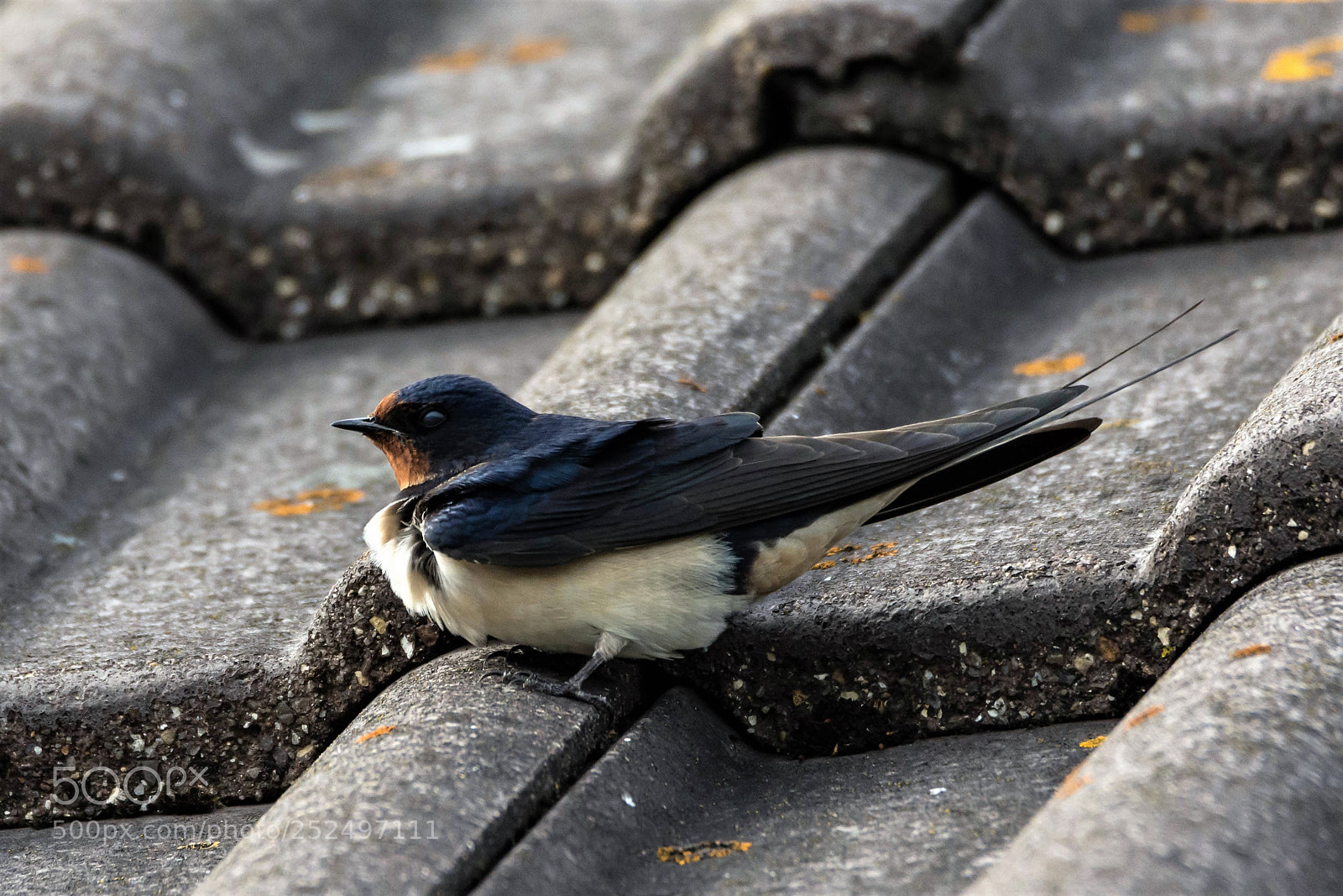 Nikon D7200 sample photo. A barn swallow in photography