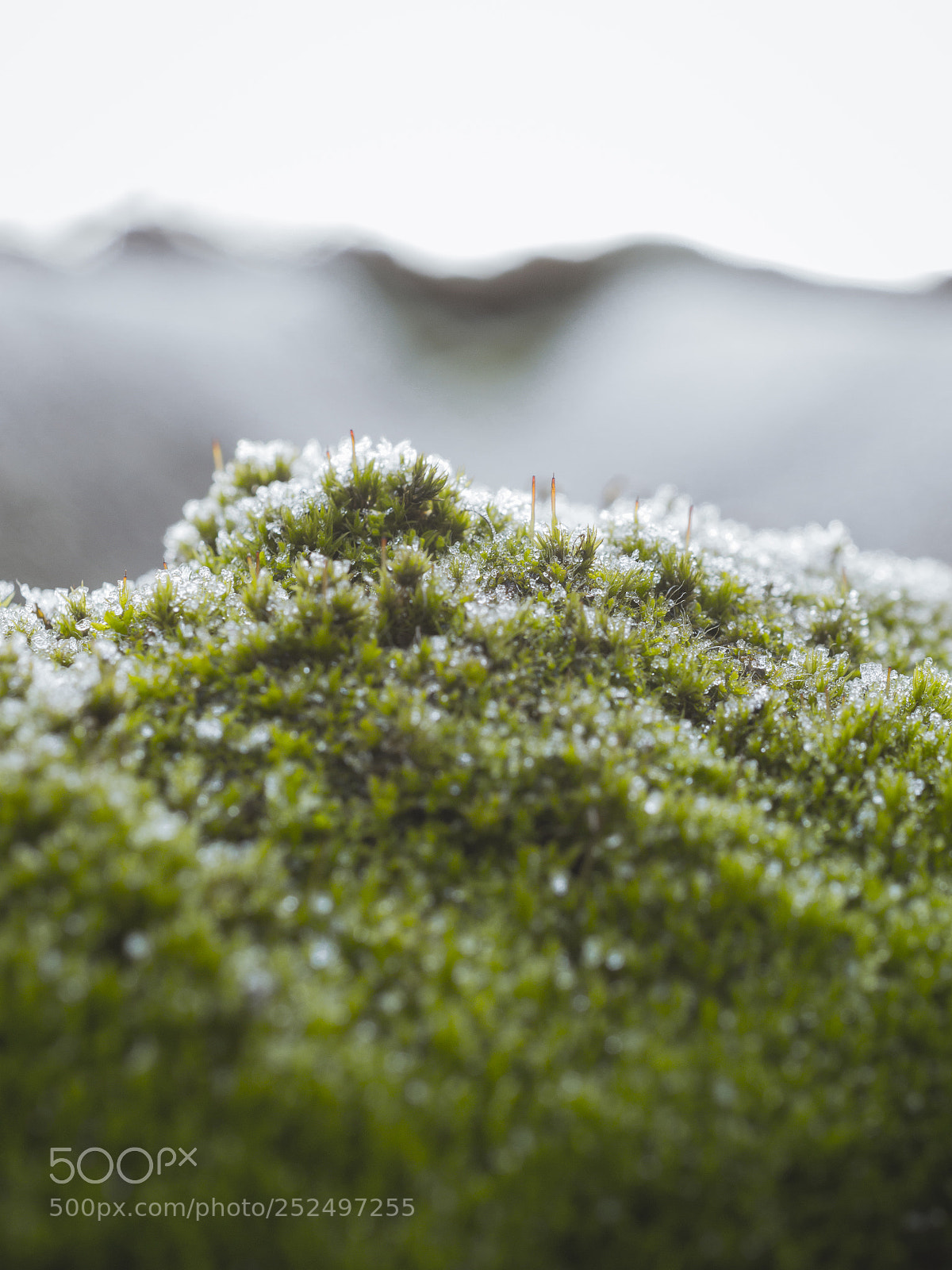 Nikon D3200 sample photo. Frost photography