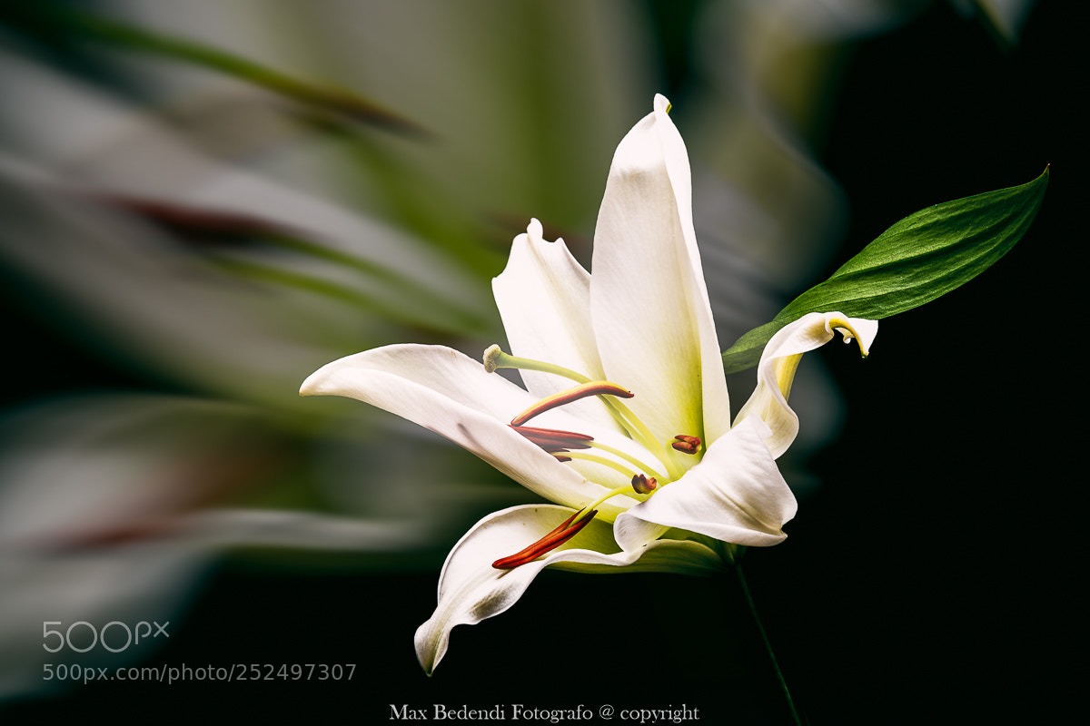 Canon EOS 5D Mark II sample photo. Untitled photography