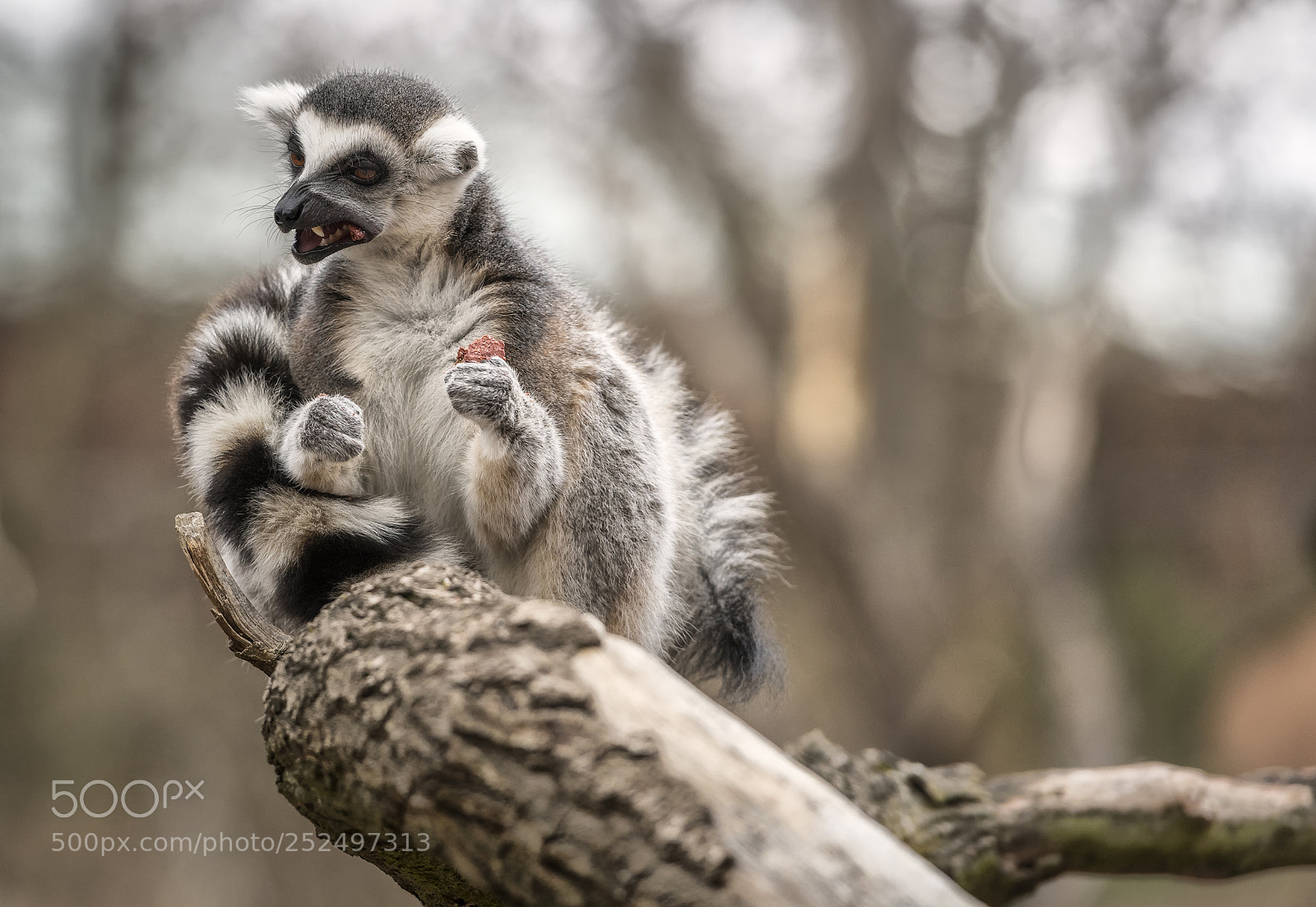 Nikon D850 sample photo. Prague zoo food for photography