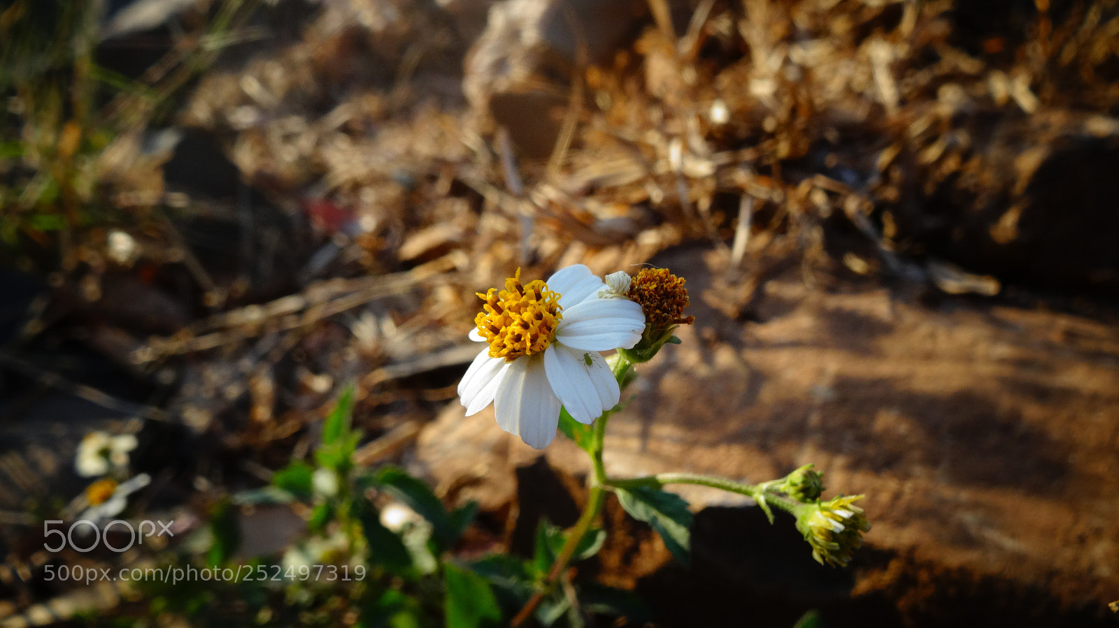 Sony Cyber-shot DSC-HX20V sample photo. Pequeños detalles photography