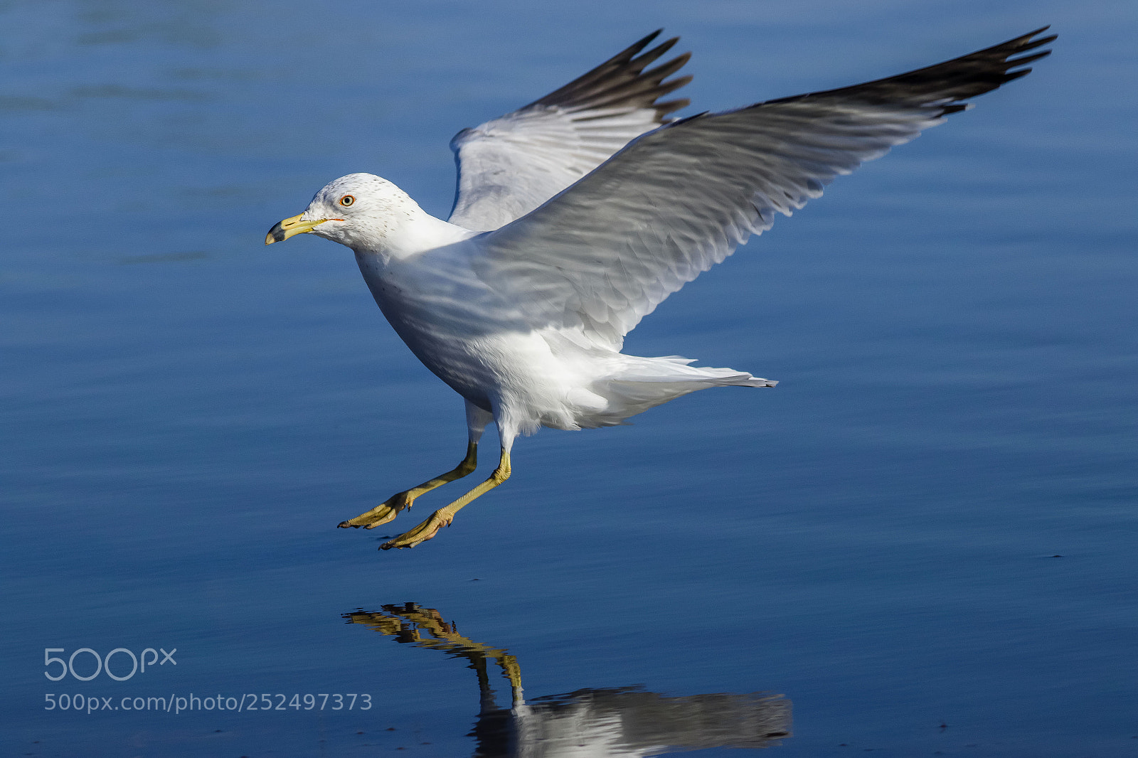 Canon EOS 7D Mark II sample photo. Easy glider photography