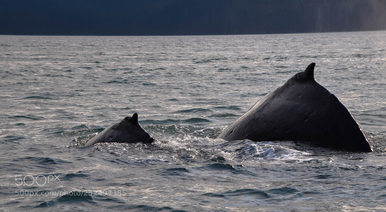 Nikon D3300 sample photo. Synchronized swimming photography
