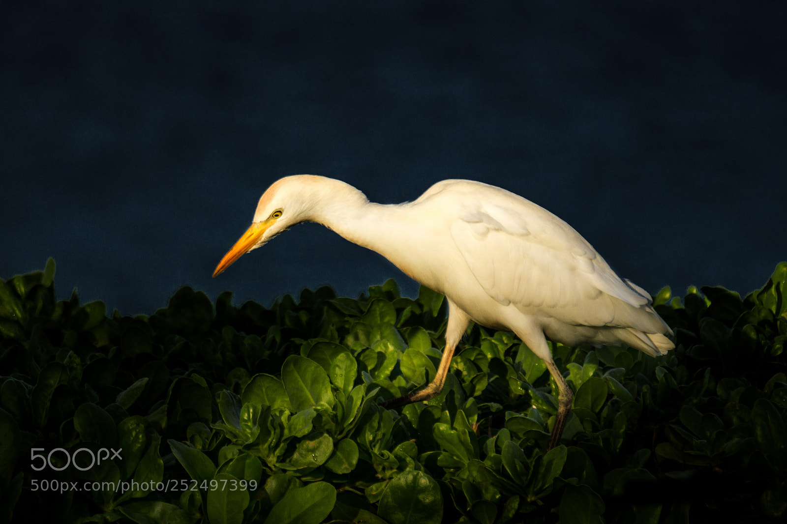 Sony a6000 sample photo. Cattle egret photography