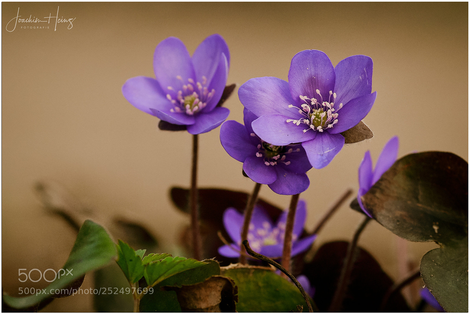 Fujifilm X-T2 sample photo. Hepatica nobilis photography