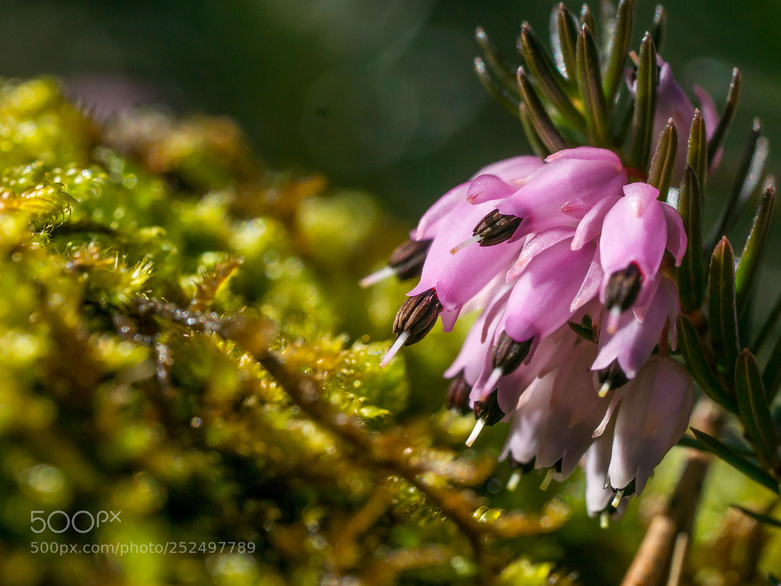 Sony a6000 sample photo. Macro moos mit pinker photography