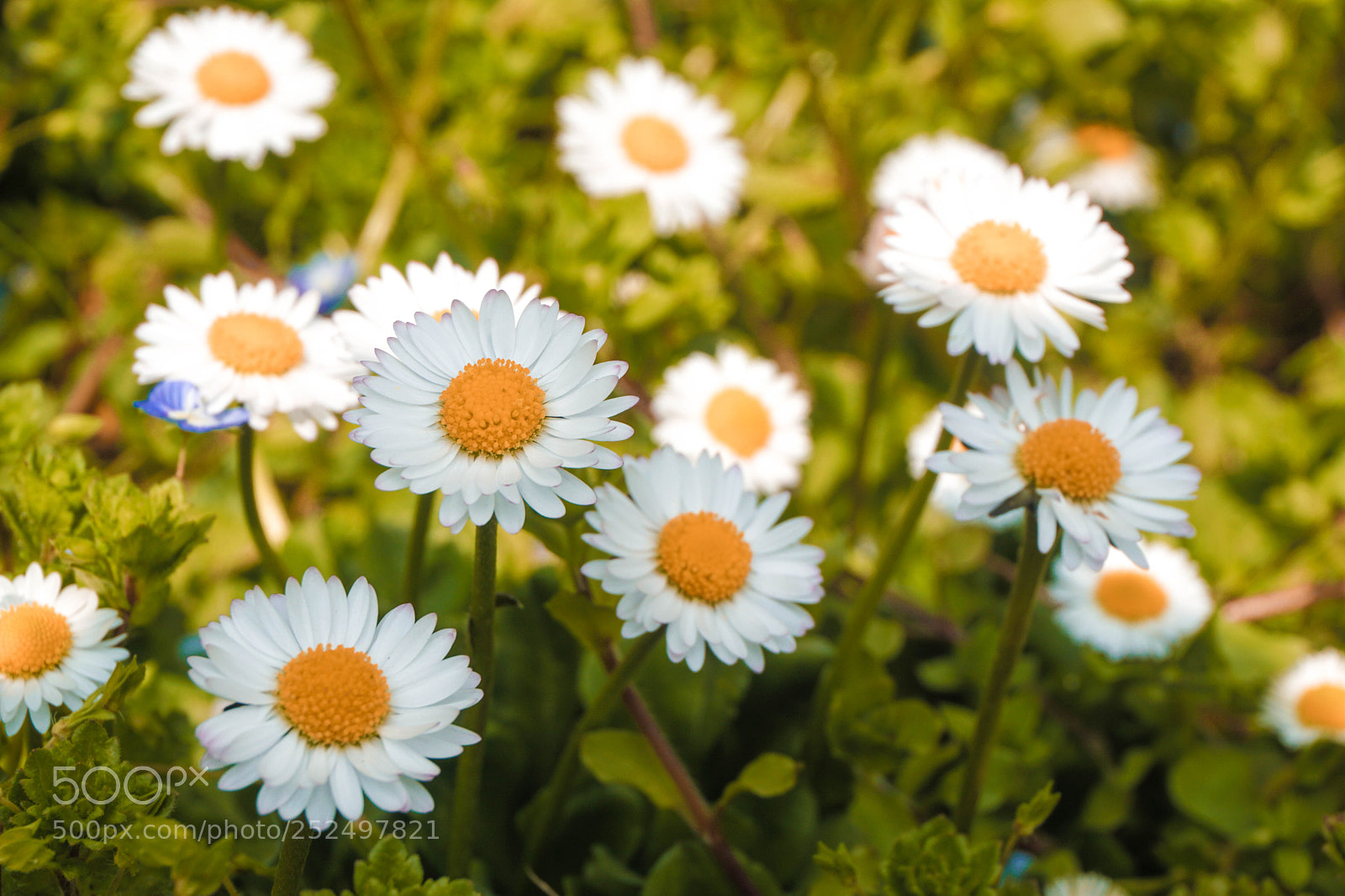 Sony a6000 sample photo. Garden flowers photography