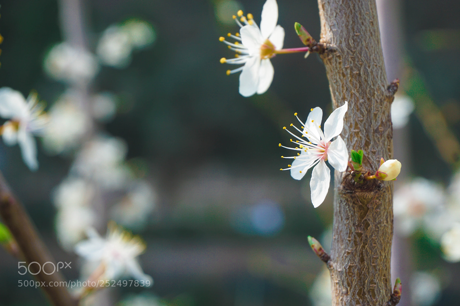Sony a6000 sample photo. White litle flower photography